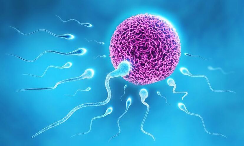 сперматозоиди в състава на лубриканта при мъжете